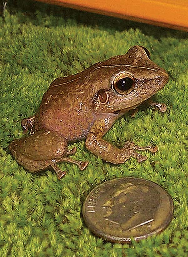Molokai residents asked to be vigilant of invasive coqui frog Maui News